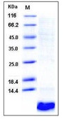 Human EGF / Epidermal Growth Factor Recombinant Protein(Discontinued)