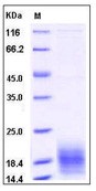 Human XCL1 Recombinant Protein (His Tag)(Discontinued)