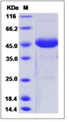 Human FSH alpha / TSH alpha / CGA Recombinant Protein (Fc Tag)(Discontinued)