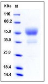 Human CD24 Recombinant Protein (Fc Tag)(Discontinued)