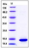 Human / Mouse Histone H3.1 / HIST1H3A / H3FA Recombinant Protein(Discontinued)