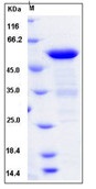 Human BIN1 / Amphiphysin-II Recombinant Protein (His Tag)(Discontinued)