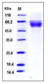 Human CD28 Recombinant Protein (Fc Tag)(Discontinued)