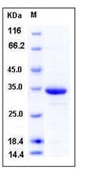 Human HIF-1 alpha / HIF1A Recombinant Protein (His Tag)(Discontinued)