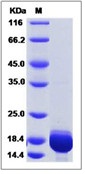 Human Galectin-7 / LGALS7 Recombinant Protein (His Tag)(Discontinued)