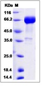 Human CD33 / Siglec-3 Recombinant Protein (Fc Tag)(Discontinued)