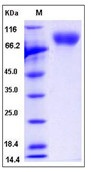 Human MAG / GMA / Siglec-4 Recombinant Protein (His Tag)(Discontinued)