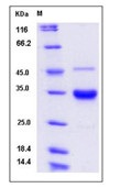 Human IgG2-Fc Recombinant Protein (257 Ser/Ala)(Discontinued)