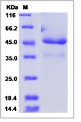 Human ICAM 5 / Intercellular adhesion molecule 5 Recombinant Protein (Fc Tag)(Discontinued)