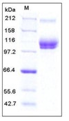 Mouse ALCAM / CD166 Recombinant Protein (His & Fc Tag)(Discontinued)