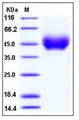 Mouse PD-L1 / B7-H1 / CD274 Recombinant Protein (His Tag)(Discontinued)