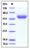 Mouse CD14 Recombinant Protein (His Tag)(Discontinued)