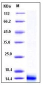 Mouse Galectin-1 / LGALS1 Recombinant Protein(Discontinued)