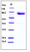 Mouse CD28 Recombinant Protein (His & Fc Tag)(Discontinued)