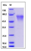 Mouse CD55 / DAF Recombinant Protein (His Tag)(Discontinued)