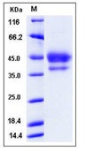 Mouse EGF / Epidermal Growth Factor Recombinant Protein (Fc Tag)(Discontinued)