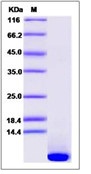 Mouse EGF / Epidermal Growth Factor Recombinant Protein(Discontinued)