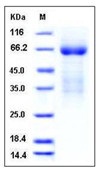 Mouse LY9 / CD229 / SLAMF3 Recombinant Protein (His Tag)(Discontinued)