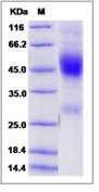 Mouse Neurexophilin-1 / NXPH1 Recombinant Protein (His Tag)(Discontinued)