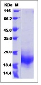 Mouse GM-CSF / CSF2 Recombinant Protein(Discontinued)