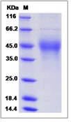 Mouse M-CSF / CSF-1 Recombinant Protein(Discontinued)