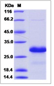 Mouse HN-1 / ARM2 Recombinant Protein (His Tag)(Discontinued)