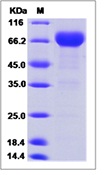 Human PD-L1 / B7-H1 / CD274 Recombinant Protein (ECD, Fc Tag)(Discontinued)