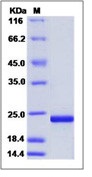 Human FGF7 / FGF-7 / KGF Recombinant Protein (His Tag)(Discontinued)