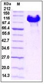 Human EphB4 / HTK Recombinant Protein (Fc Tag)(Discontinued)