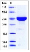 Human CD40L / CD154 / TNFSF5 Recombinant Protein (Fc Tag)(Discontinued)