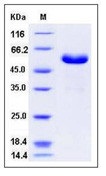 Human CD32a / FCGR2A Recombinant Protein (167 Arg, Fc Tag)(Discontinued)