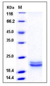 Human SCF / C-kit ligand Recombinant Protein (aa 1-189, His Tag)(Discontinued)