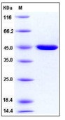 Human Carboxypeptidase B1 / CPB1 Recombinant Protein (His Tag)(Discontinued)