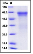 Mouse HVEM / TNFRSF14 Recombinant Protein (His & Fc Tag)(Discontinued)