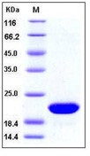 Human FGF10 / KGF2 Recombinant Protein(Discontinued)