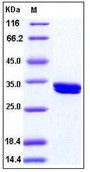 Human CDK2 / p33 Recombinant Protein (His Tag)(Discontinued)