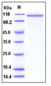 Human Angiopoietin-2 / ANG2 Recombinant Protein (Fc Tag)(Discontinued)