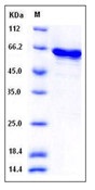 Human p38 delta / MAPK13 Recombinant Protein (GST Tag)(Discontinued)