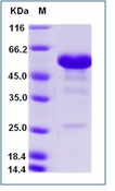 Human CD40 / TNFRSF5 Recombinant Protein (Fc Tag)(Discontinued)