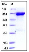 Human JNK1 / MAPK8 Recombinant Protein (GST Tag)(Discontinued)