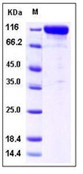 Human CD10 / Neprilysin / MME Recombinant Protein (Fc Tag)(Discontinued)