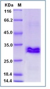 Human CRISP3 Recombinant Protein (His Tag)(Discontinued)