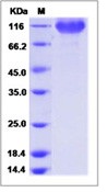 Human B7-H3 / CD276 Recombinant Protein (ECD, Fc Tag)(Discontinued)