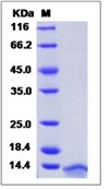 Human CCL3 / Mip1a Recombinant Protein (His Tag)(Discontinued)