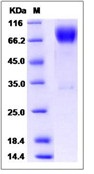 Human ICOS Ligand / B7-H2 / ICOSLG Recombinant Protein (Fc Tag)(Discontinued)