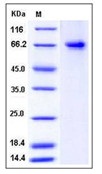 Human PTGS2 / COX2 / PGHS-2 Recombinant Protein (His Tag)(Discontinued)