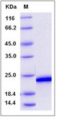 Human FGF19 Recombinant Protein(Discontinued)