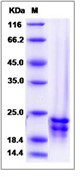 Human FGF17 Recombinant Protein(Discontinued)