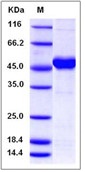 Human MAX / MYC associated factor X Recombinant Protein (His & GST Tag)(Discontinued)