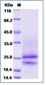 Human PDGFA / PDGF-1 Recombinant Protein (His Tag)(Discontinued)